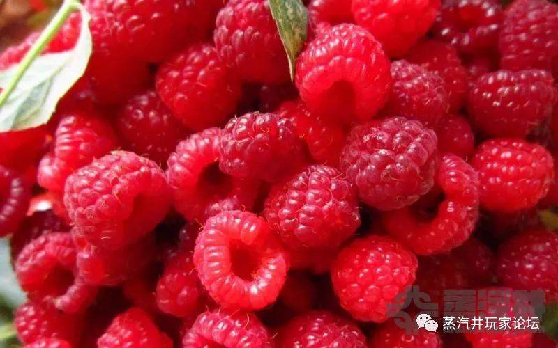 酸味的诱惑—树莓冰电子烟烟油 酸味的诱惑—树莓冰电子烟烟油